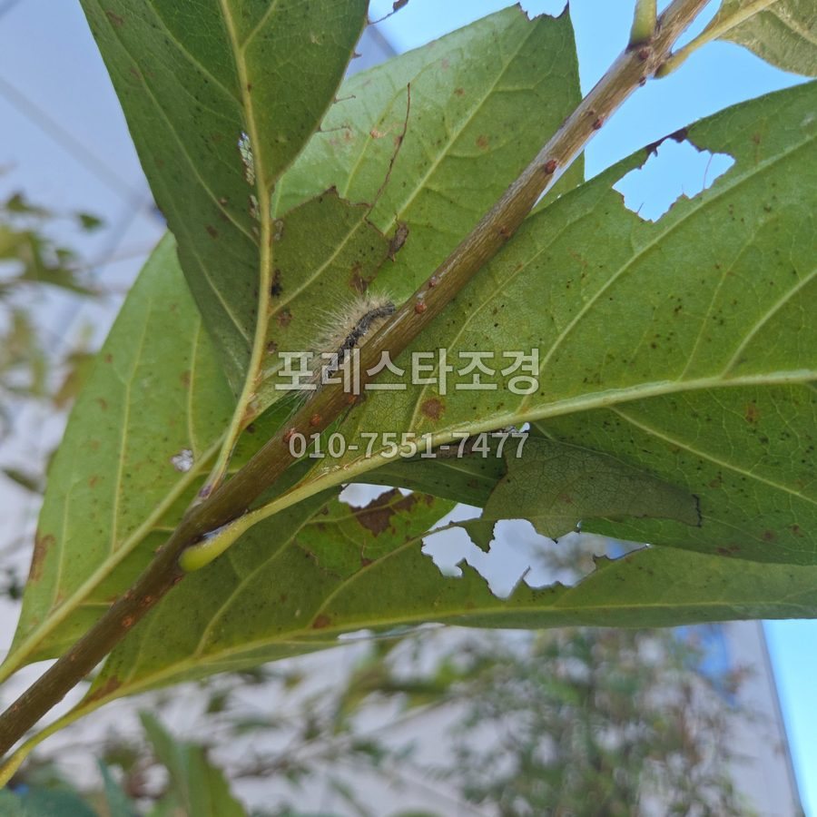 김포 잎 뒤에 붙은 송충이