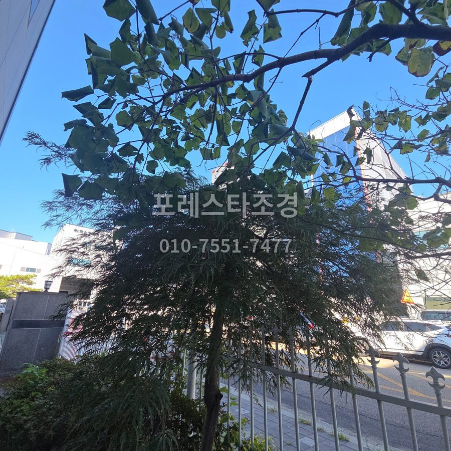 김포 송충이가 갉아 먹은 나무