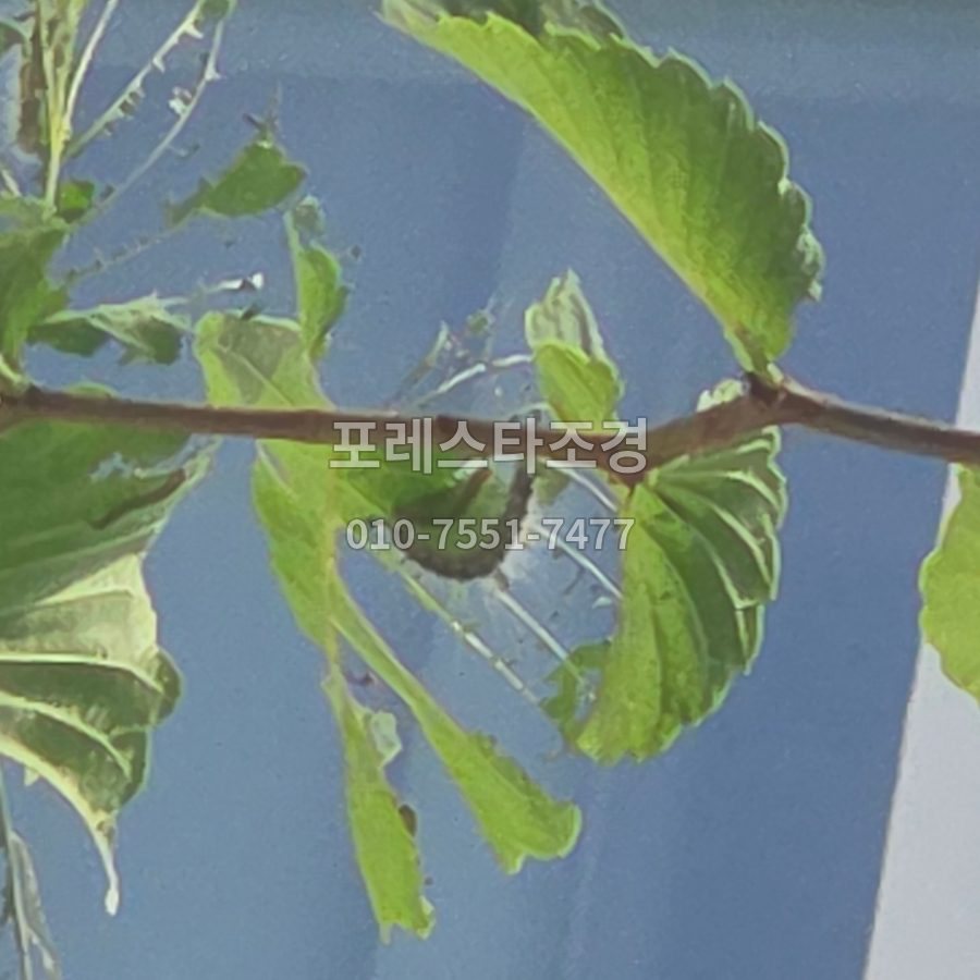 서울 가지에 붙은 송충이