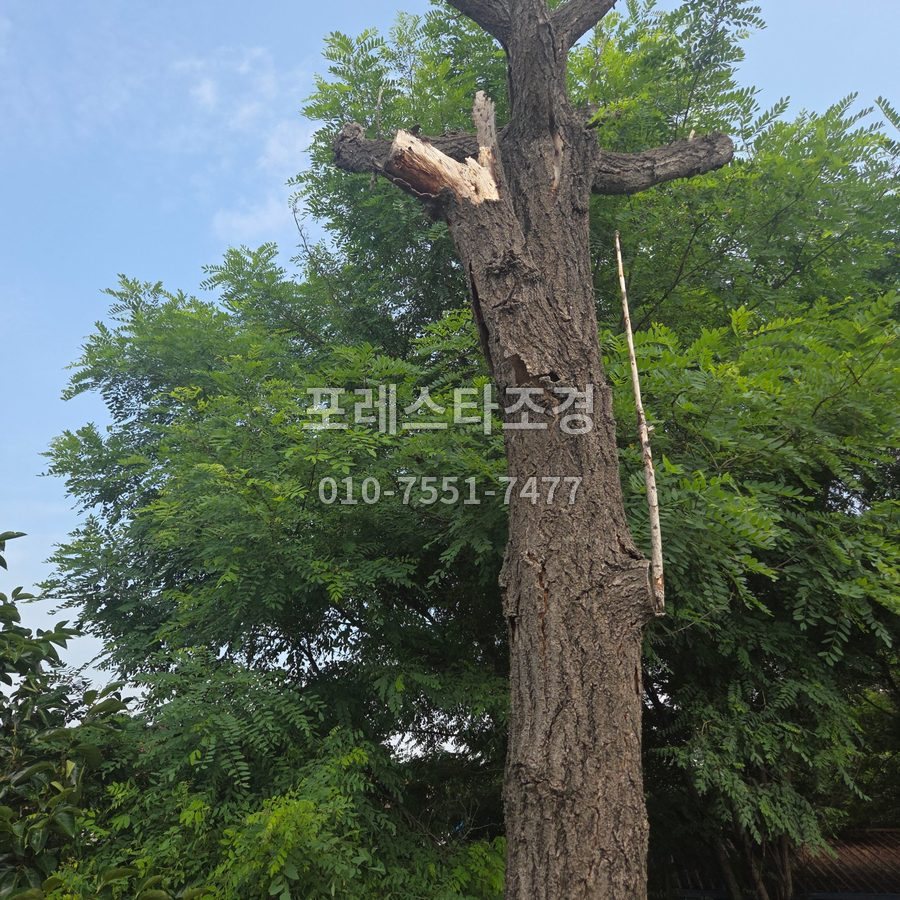 안성 작업 전 쓰러질 위험이 있는 고목