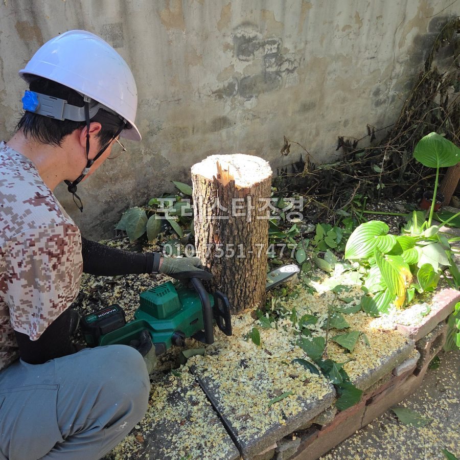 화성 감나무 밑동 벌목