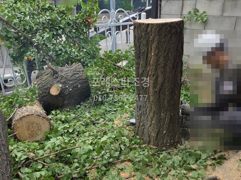 용인 공장 은행나무 벌목