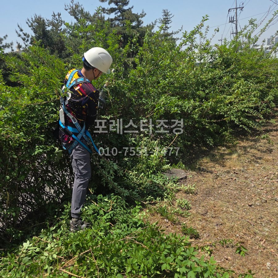 안산 개나리나무 가지치기 작업