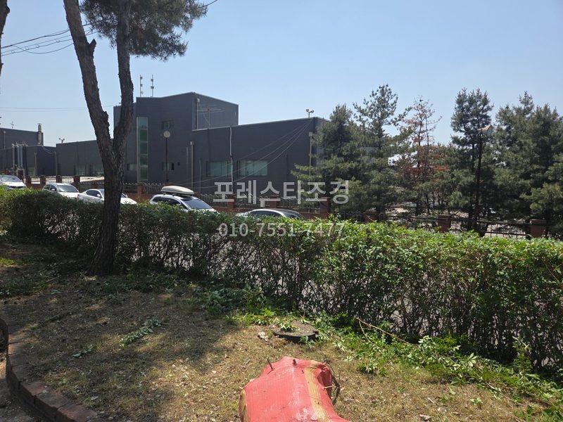 안산 공장 개나리나무 가지치기