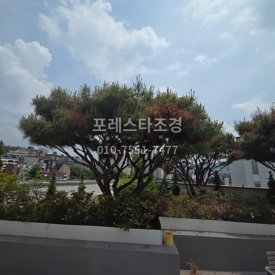 안성 작업 전 마른 잎 섞인 반송