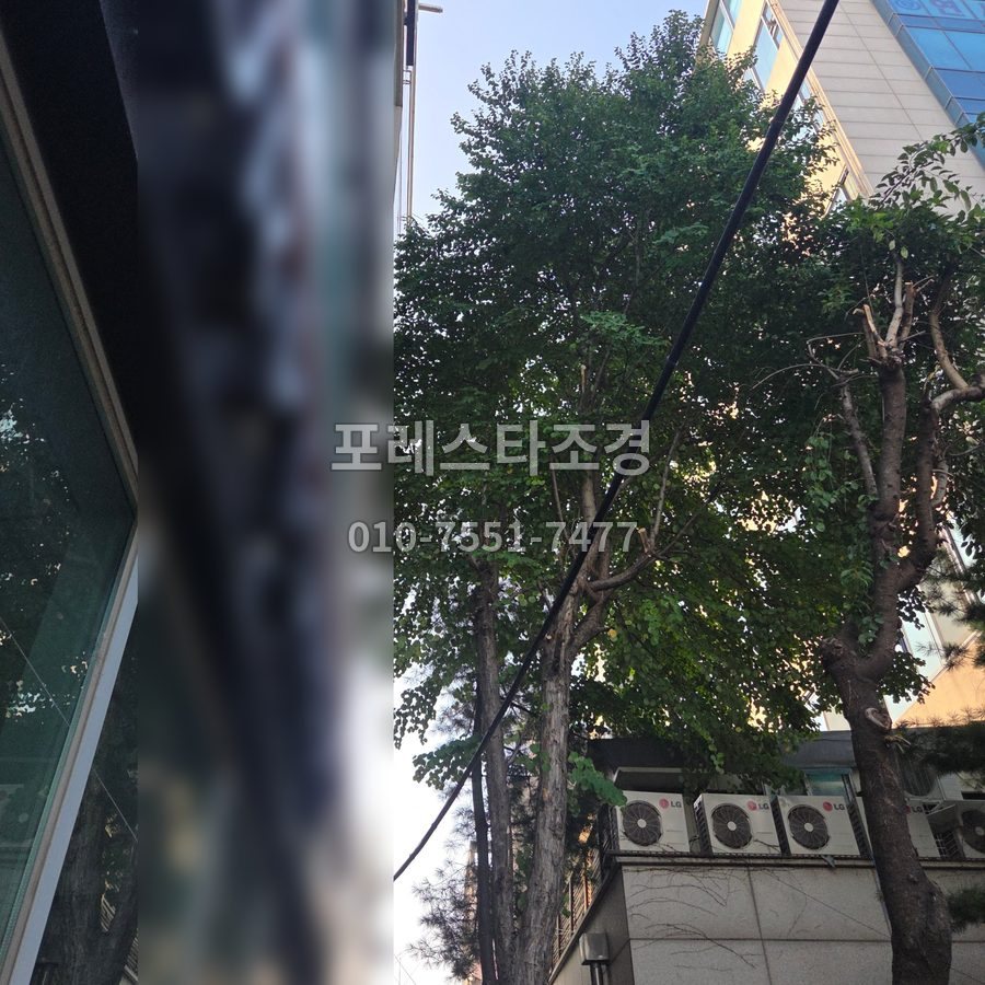 서울 작업 전 빌딩 사이 높이 자란 나무