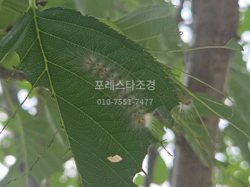 나뭇잎에 붙은 송충이