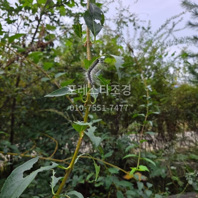 송충이 방역 작업 전