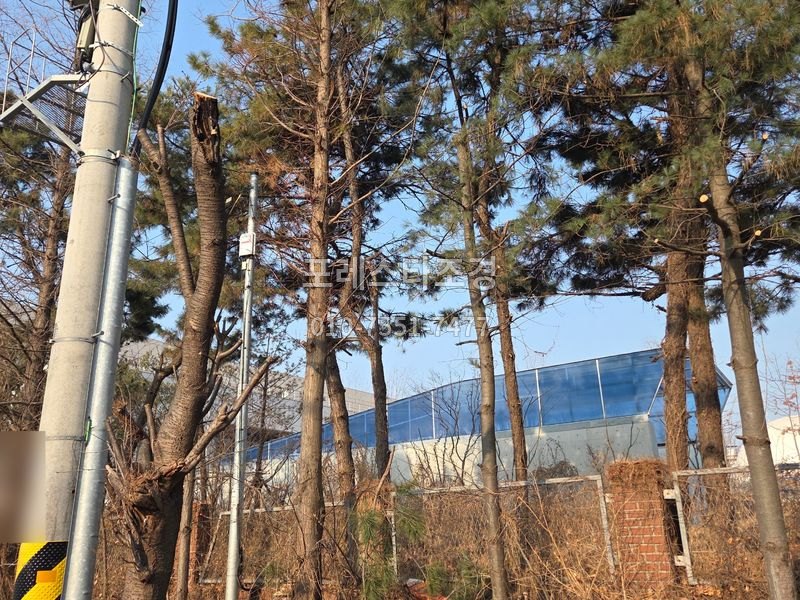시흥 공단 도로변 소나무 나무전지 후