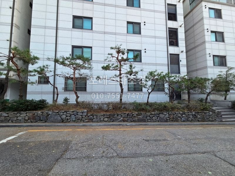 서울 빌라 앞 소나무 나무전지 후