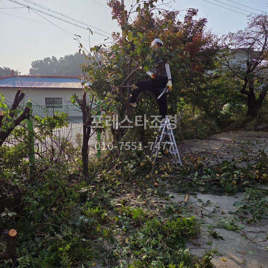 사다리에 올라 감나무전지