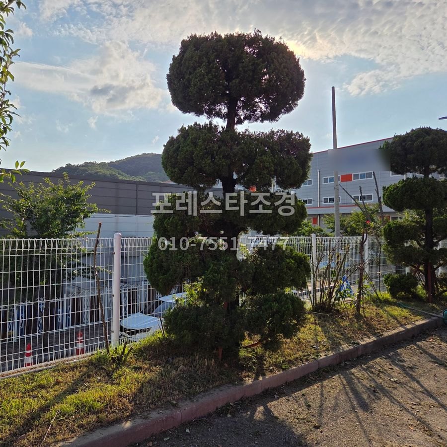 천안 전지를 마친 공장 향나무