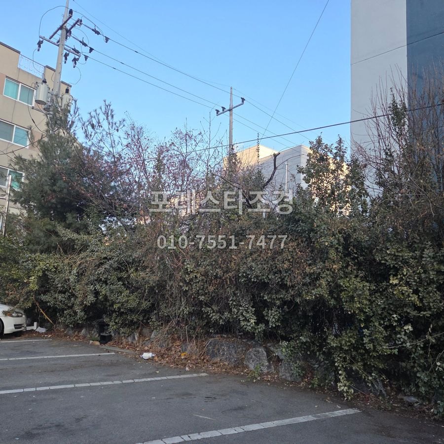 작업 전 주차장까지 뻗은 화단 나무
