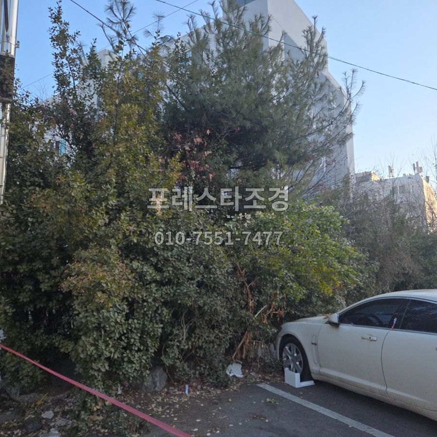 작업 전 차를 덮을 듯 자란 나무