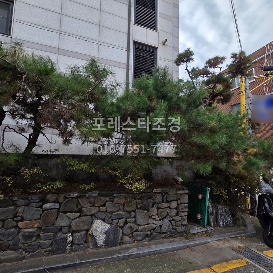 작업 전 길까지 뻗은 소나무