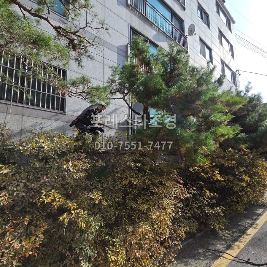 톱으로 가지 정리