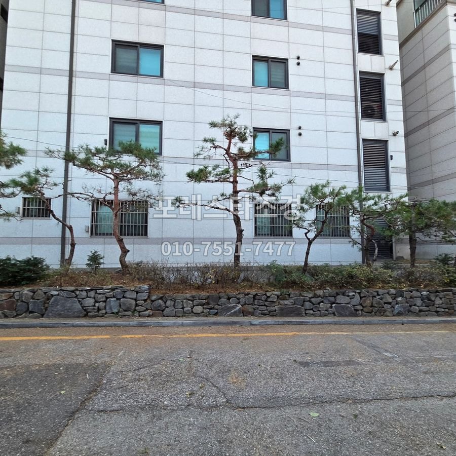 전지를 마친 소나무