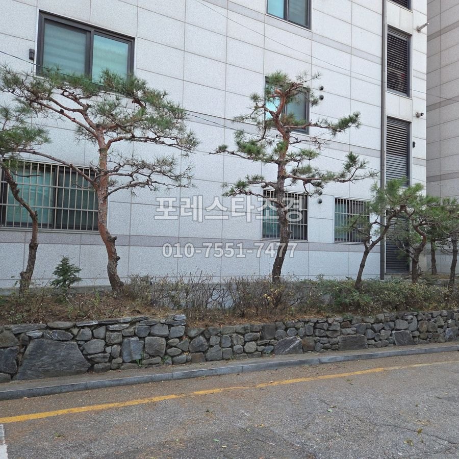 깔끔하게 정리된 화단과 소나무