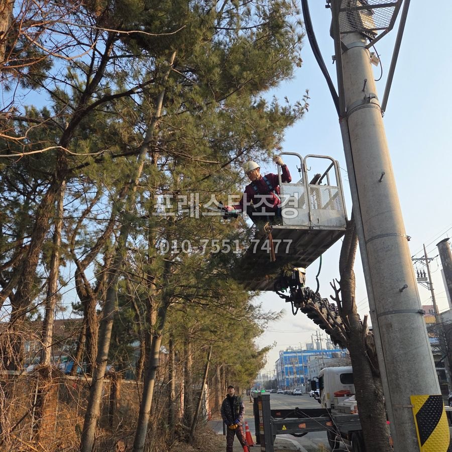 소나무 가지 전지 작업