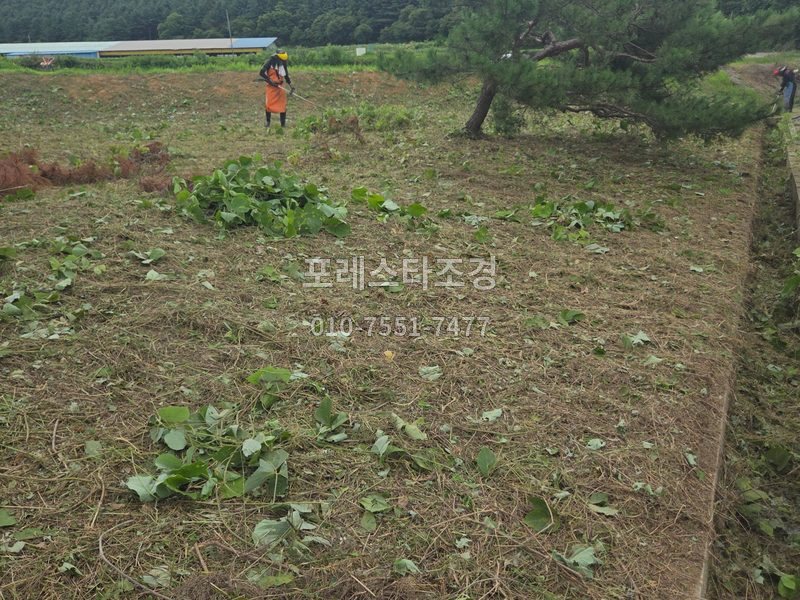 안산 넝쿨 제거 예초